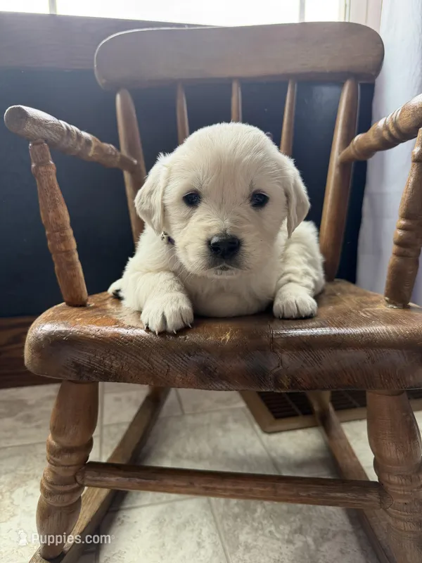 Bella – Golden Retriever, English Cream Golden Retriever puppy for sale in Lagrange, IN