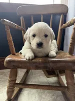 Bella, a female Golden Retriever and English Cream Golden Retriever for sale in Lagrange, IN – Photo 1 of 4