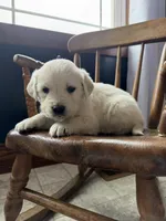 Bella, a female Golden Retriever and English Cream Golden Retriever for sale in Lagrange, IN – Photo 4 of 4