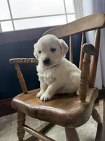 Bella, a female Golden Retriever and English Cream Golden Retriever for sale in Lagrange, IN – Photo 3 of 4