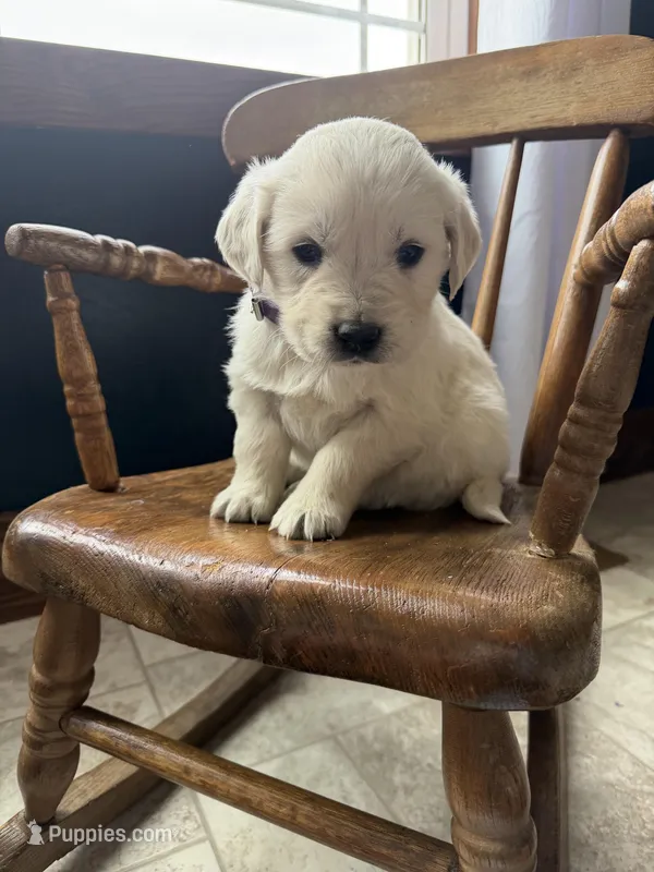 Bella – Golden Retriever, English Cream Golden Retriever puppy for sale in Lagrange, IN