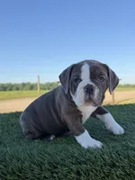 Willow , a female Olde English Bulldogge for sale in Lagrange, IN – 4 of 5