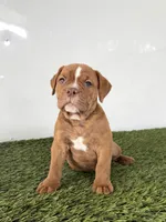 Nate, a female Olde English Bulldogge for sale in Lagrange, IN – 3 of 4