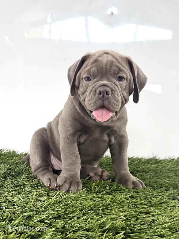 Lexi – Olde English Bulldogge puppy for sale in Lagrange, IN