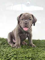 Lexi, a female Olde English Bulldogge for sale in Lagrange, IN – 1 of 5
