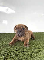 Bubba, a female Olde English Bulldogge for sale in Lagrange, IN – 5 of 6