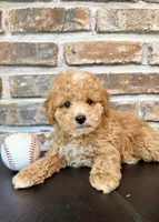 Rookie, a male Cavapoo for sale in Lagrange, IN – 1 of 7