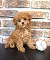 Bunt Toy F1, a male Cavapoo for sale in Lagrange, IN – 4 of 6