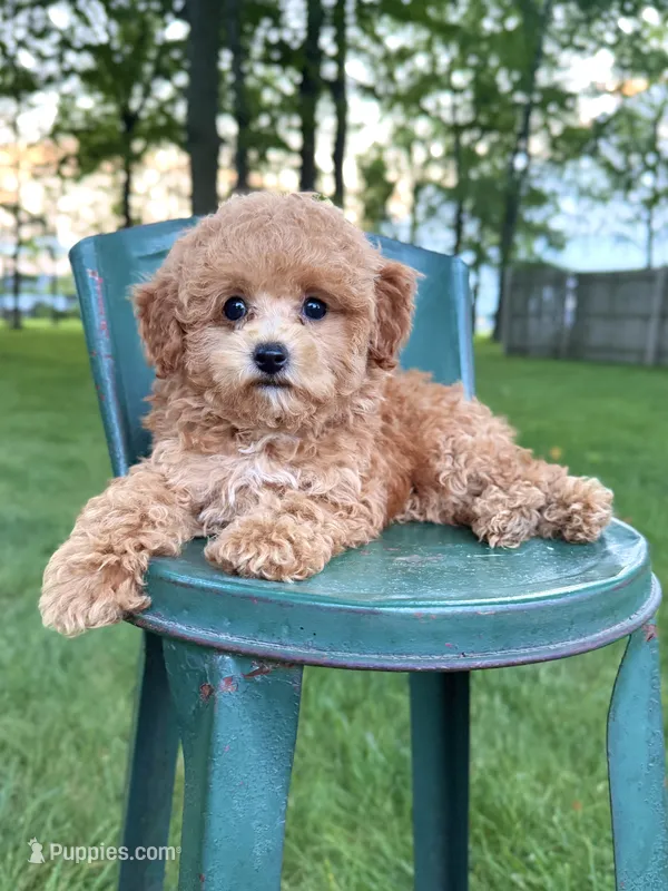 Toy F1Freddy – Cavapoo puppy for sale in Lagrange, IN