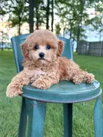 Toy F1Freddy, a male Cavapoo for sale in Lagrange, IN – 1 of 5