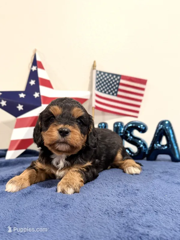 Freedom – Cavapoo puppy for sale in Lagrange, IN