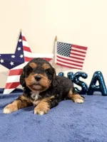 Freedom, a male Cavapoo for sale in Lagrange, IN – 1 of 6