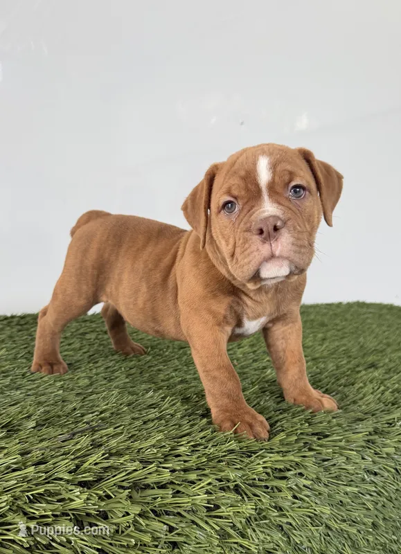 Nate – Olde English Bulldogge puppy for sale in Lagrange, IN