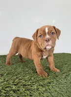 Nate, a female Olde English Bulldogge for sale in Lagrange, IN – 1 of 4
