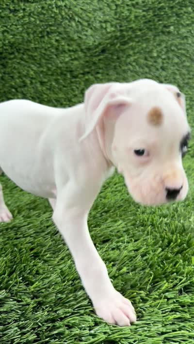 Micah, a male Boxer for sale in Lagrange, IN – 5 of 5