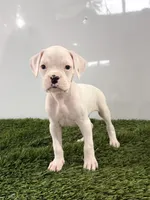 Messi, a male Boxer for sale in Lagrange, IN – 2 of 5
