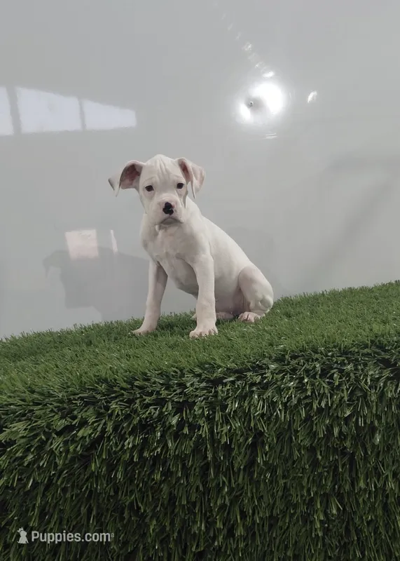 Jett – Boxer puppy for sale in Lagrange, IN