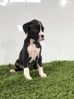 Mylan, a male Boxer for sale in Lagrange, IN – 3 of 5