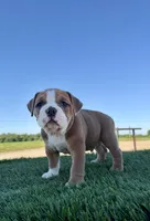 Milo, a male Olde English Bulldogge for sale in Lagrange, IN – 4 of 5
