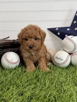 Wrigley, a female Cavapoo for sale in Lagrange, IN – 3 of 7