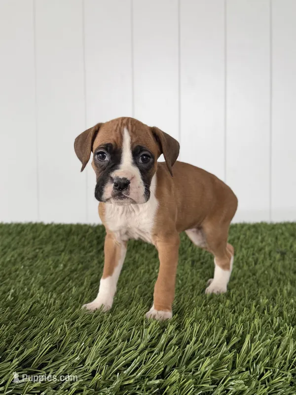 Posey – Boxer puppy for sale in Lagrange, IN