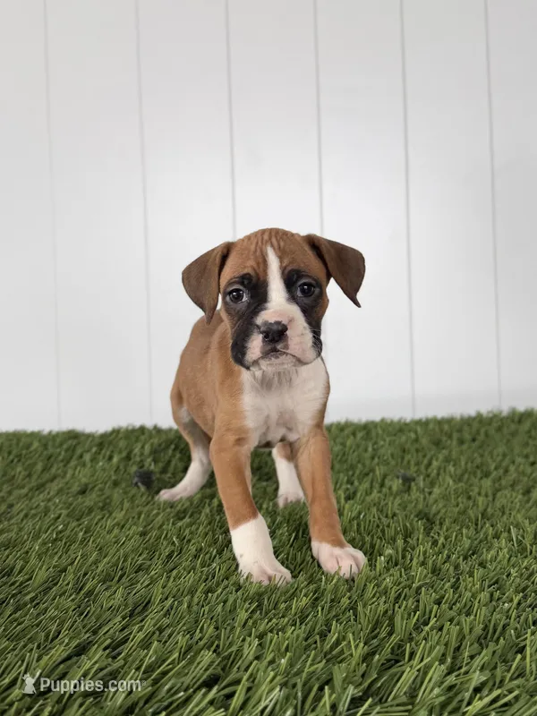Posey – Boxer puppy for sale in Lagrange, IN