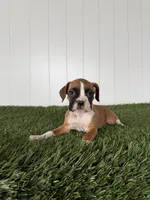 Posey, a female Boxer for sale in Lagrange, IN – Photo 5 of 6