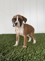 Posey, a female Boxer for sale in Lagrange, IN – Photo 4 of 6