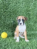 Posey, a female Boxer for sale in Lagrange, IN – Photo 6 of 6