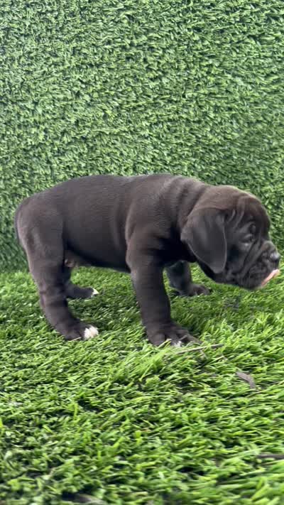 Lani, a female Olde English Bulldogge for sale in Lagrange, IN – 5 of 5