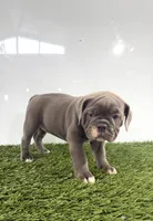Lara, a female Olde English Bulldogge for sale in Lagrange, IN – 4 of 5