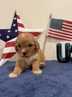 Sparkler, a male Cavapoo for sale in Lagrange, IN – 3 of 5