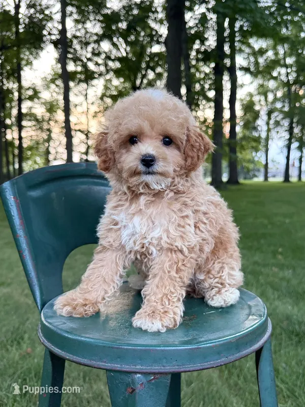  Toy F1 Teddy – Cavapoo puppy for sale in Lagrange, IN