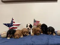 Firecracker, a male Cavapoo for sale in Lagrange, IN – 4 of 6