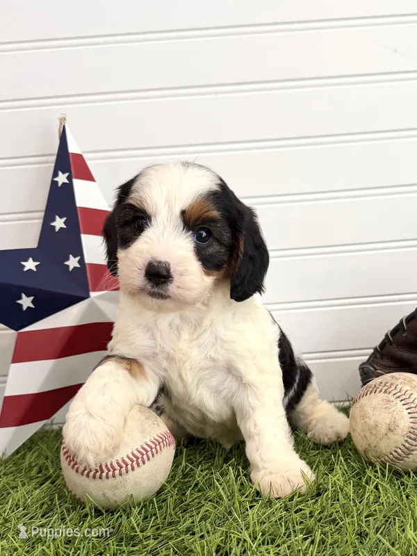 Yankee – Cavapoo puppy for sale in Lagrange, IN