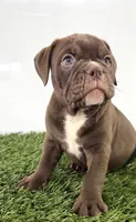 Duke, a male Olde English Bulldogge for sale in Lagrange, IN – 3 of 5