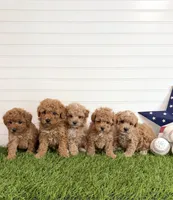 Homer, a male Cavapoo for sale in Lagrange, IN – 3 of 6