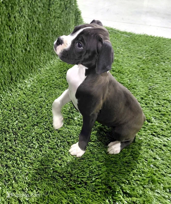 Jana – Boxer puppy for sale in Lagrange, IN