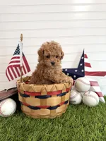 Bunt, a male Cavapoo for sale in Lagrange, IN – 1 of 7