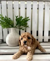 Sterling F1b mini, a female Cavapoo for sale in Lagrange, IN – Photo 3 of 5