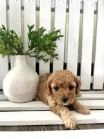 Sterling F1b mini, a female Cavapoo for sale in Lagrange, IN – Photo 4 of 5