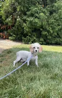 Sterling F1b mini, a female Cavapoo for sale in Lagrange, IN – Photo 5 of 5