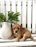Sterling F1b mini, a female Cavapoo for sale in Lagrange, IN – Photo 1 of 5