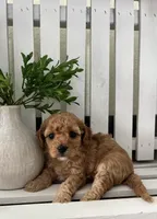 Sterling F1b mini, a female Cavapoo for sale in Lagrange, IN – Photo 2 of 5