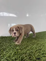 Lane, a male Olde English Bulldogge for sale in Lagrange, IN – 2 of 5