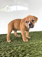 Nicole, a female Olde English Bulldogge for sale in Lagrange, IN – 4 of 5
