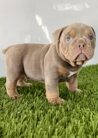 Kori, a male Olde English Bulldogge for sale in Lagrange, IN – Photo 1 of 6