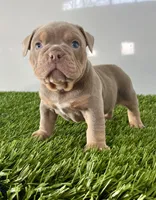 Kori, a male Olde English Bulldogge for sale in Lagrange, IN – Photo 3 of 6
