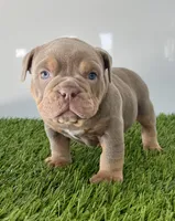 Kori, a male Olde English Bulldogge for sale in Lagrange, IN – Photo 2 of 6