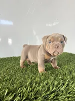Kori, a male Olde English Bulldogge for sale in Lagrange, IN – Photo 6 of 6